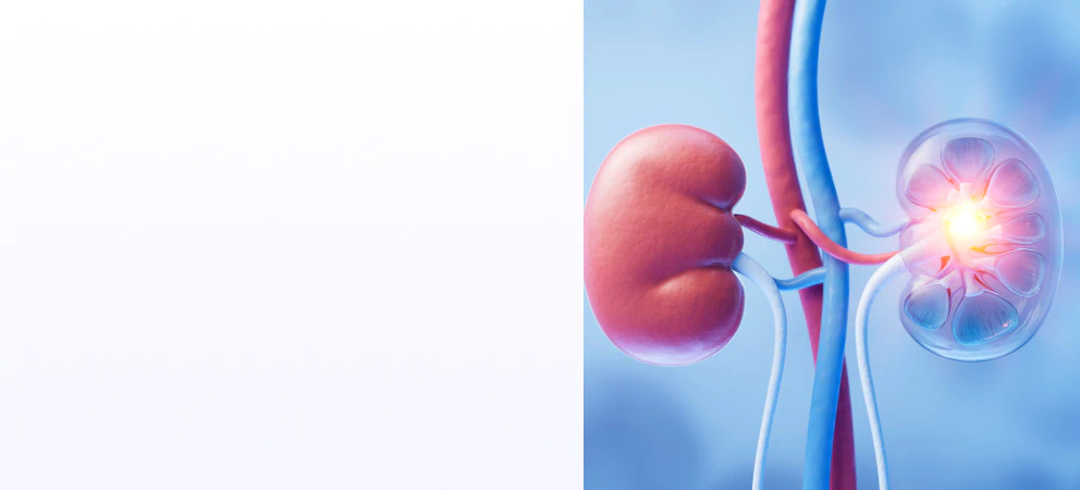 Kidneys visual