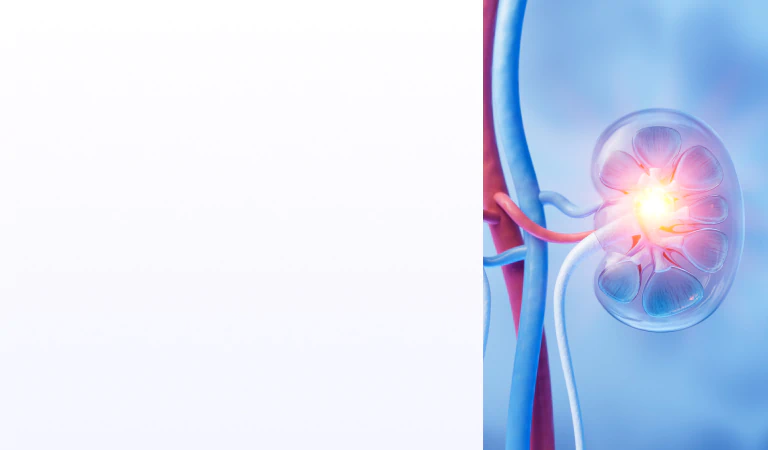 Kidneys visual