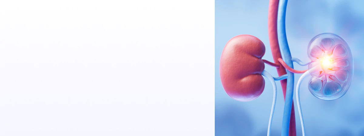 Kidneys visual