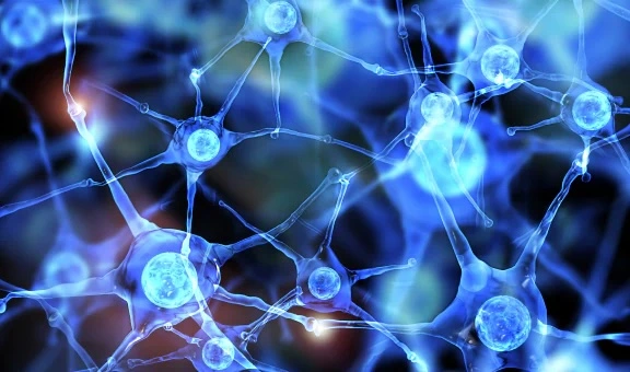 Nervous system visual