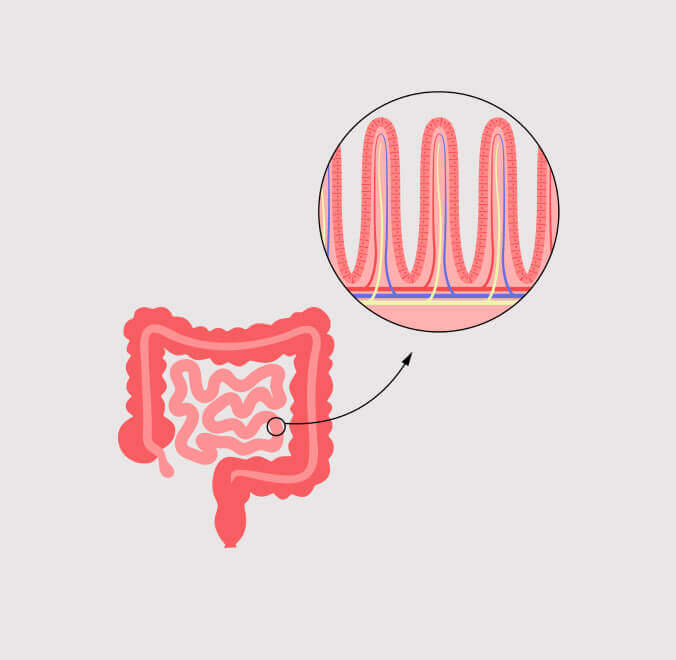 Gut health