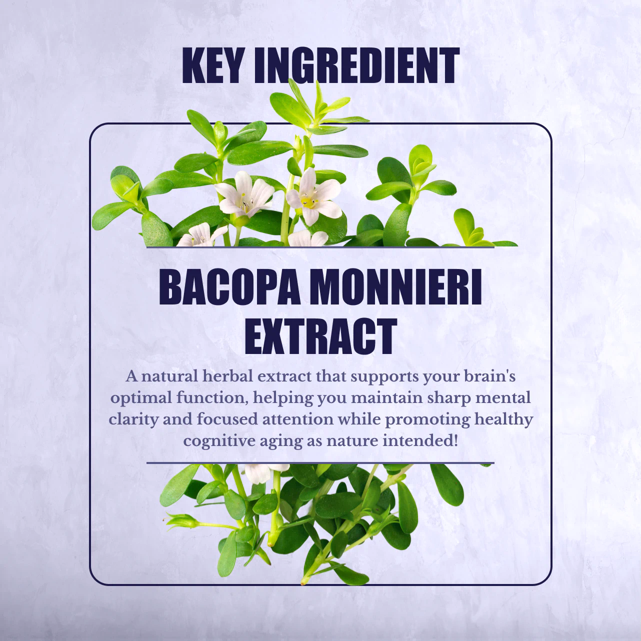Bacopa Monnieri