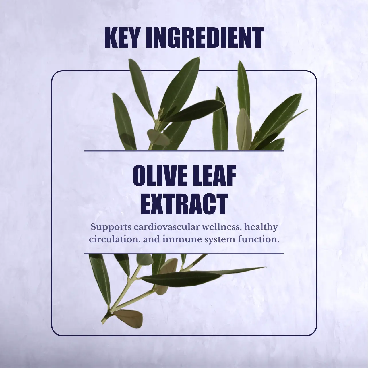 Olive Leaf