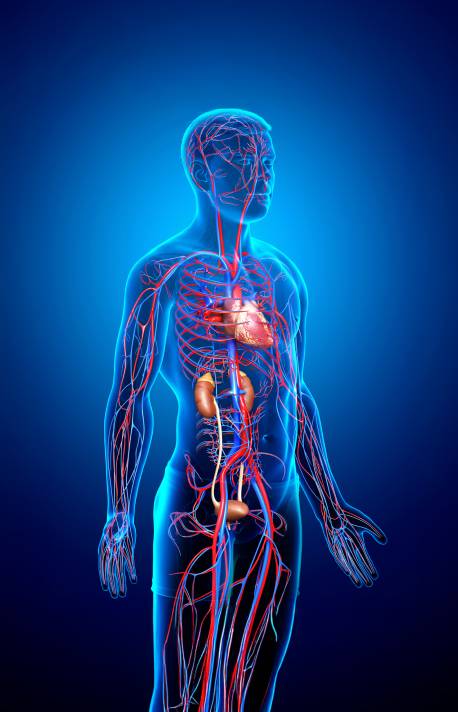 Human body