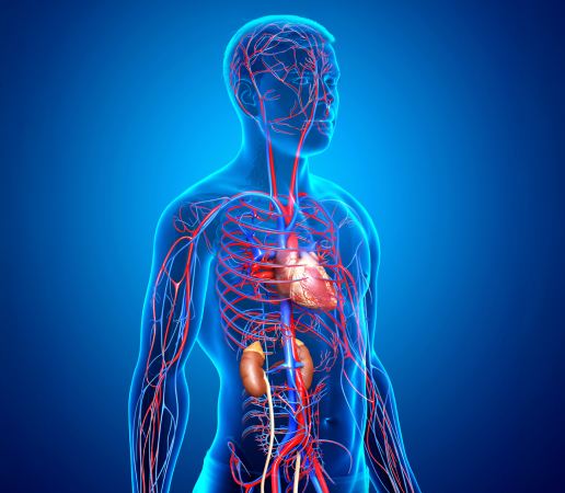 Human body