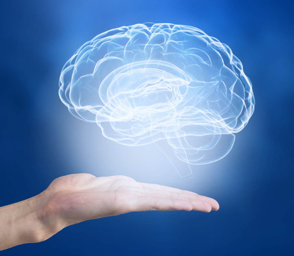 Brain