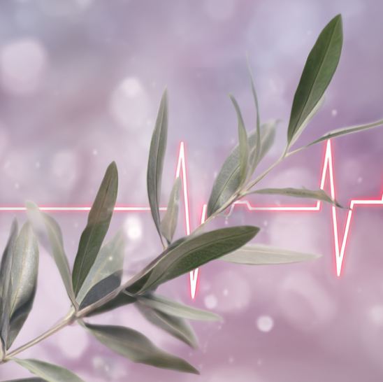 Olive leaf